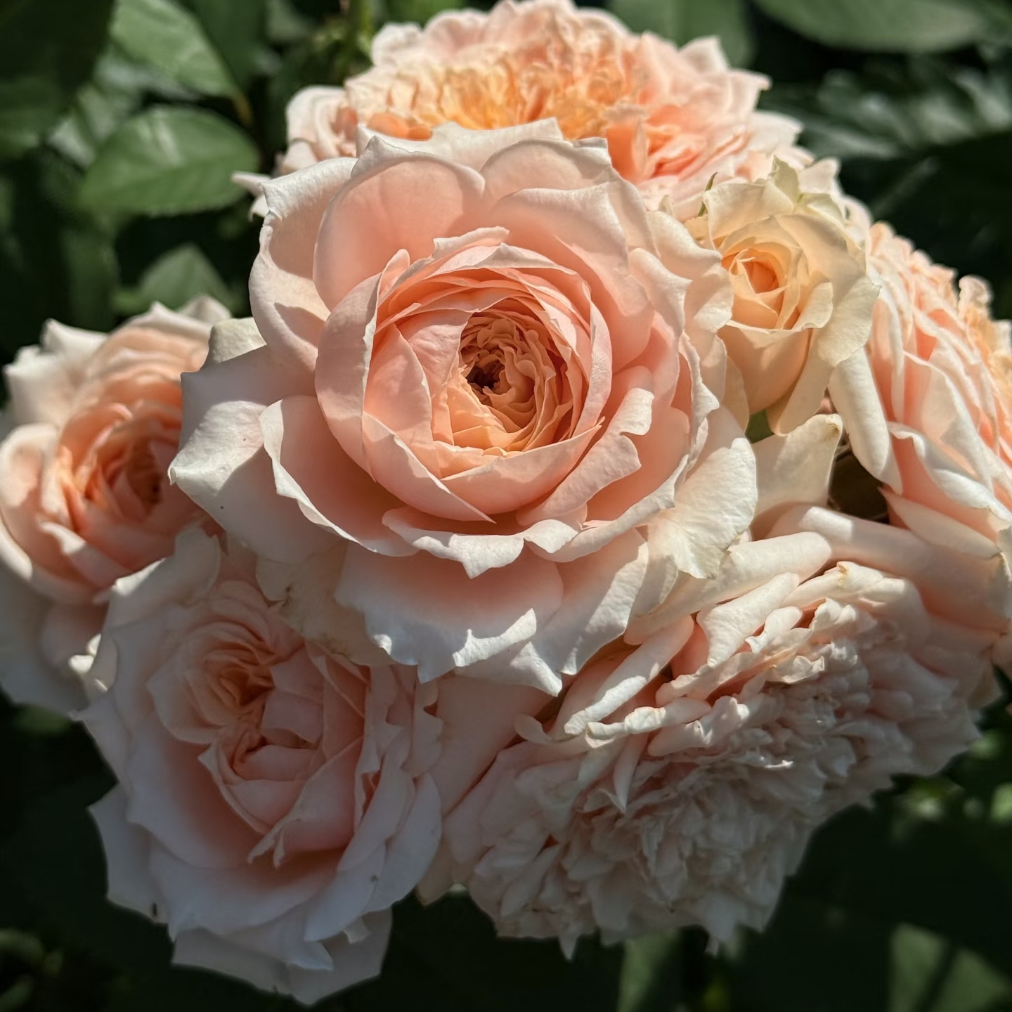 新品 保罗博古斯 月季花苗 大花灌木多头勤花月季 （1+根接土球）