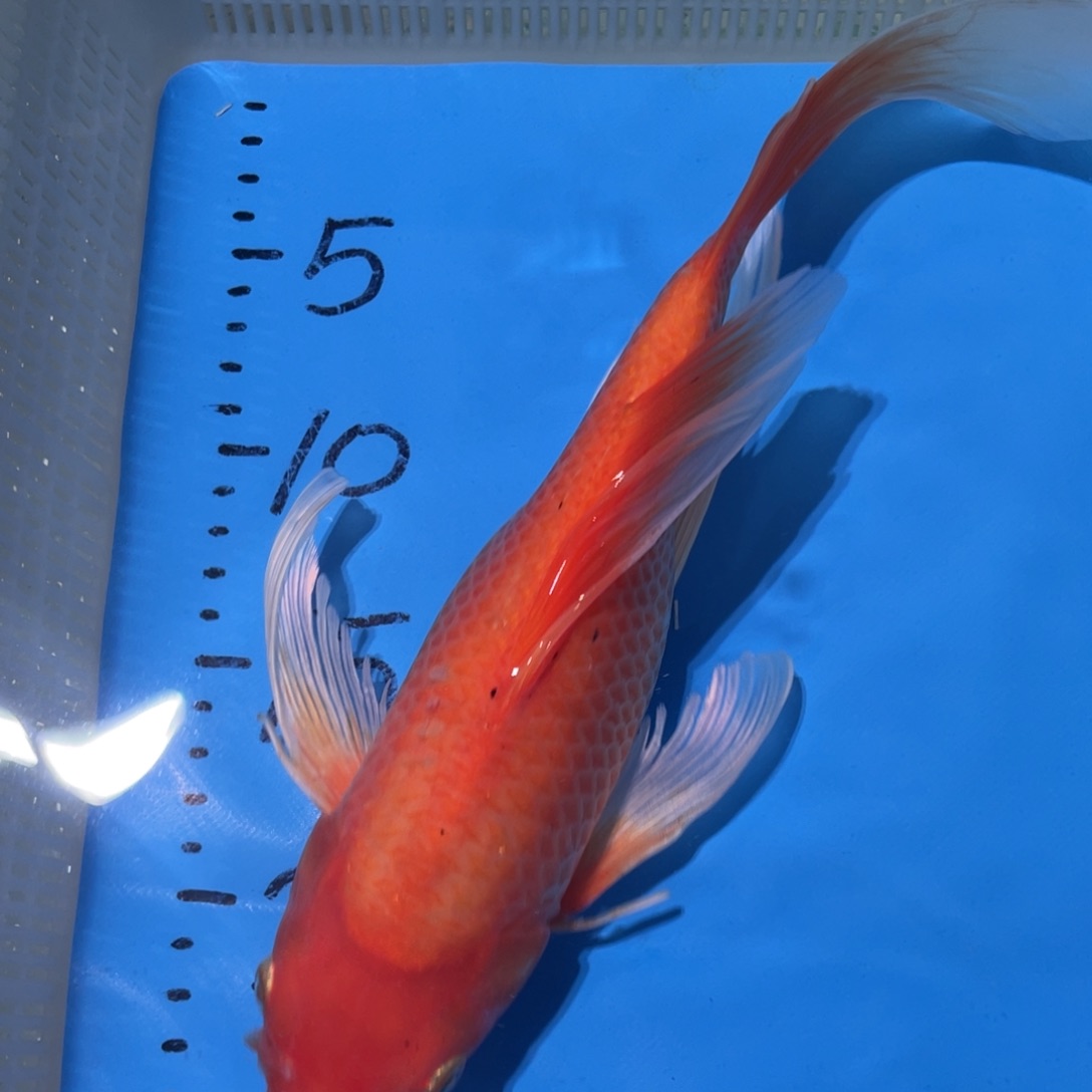 锦鲤锦鲤蝴蝶理由包邮