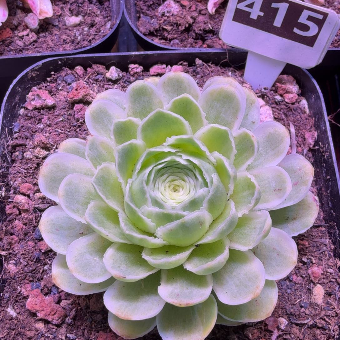 秋夕415山地玫瑰