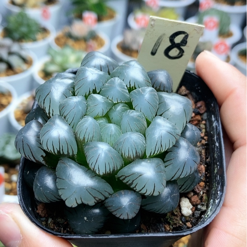 【闪购商品】鱼*?18冰灯