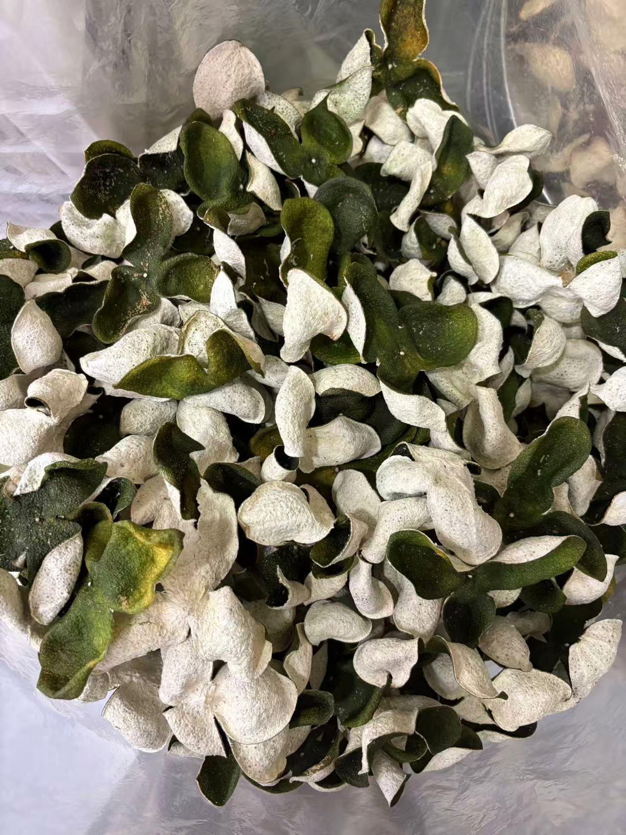 2025年新会核心产区天然生晒新会大青皮