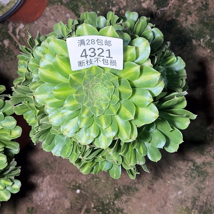 4321翡翠琉璃多肉植物