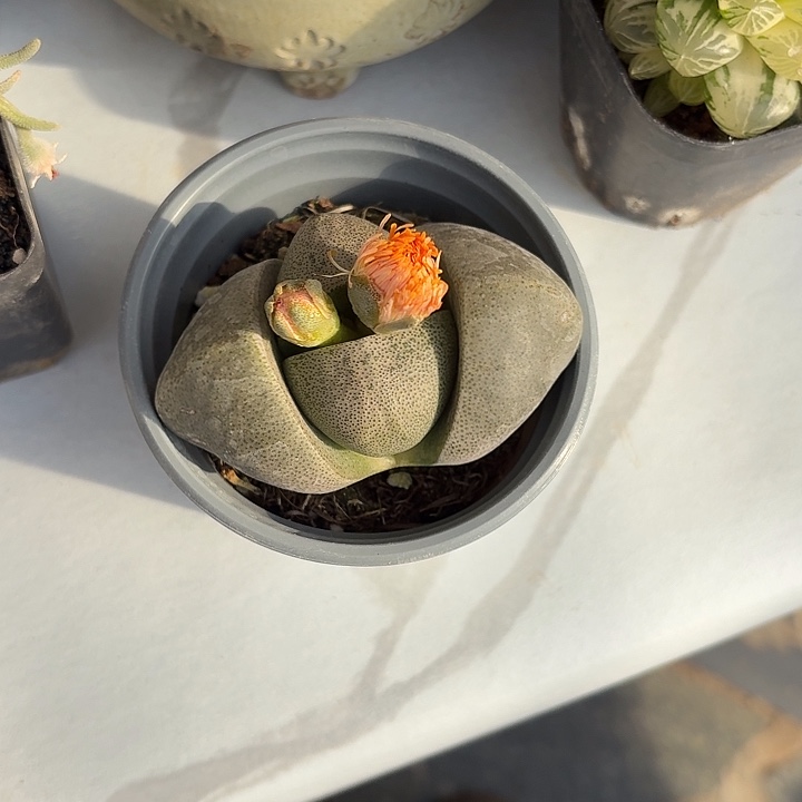 发**姐绿元宝仙人球