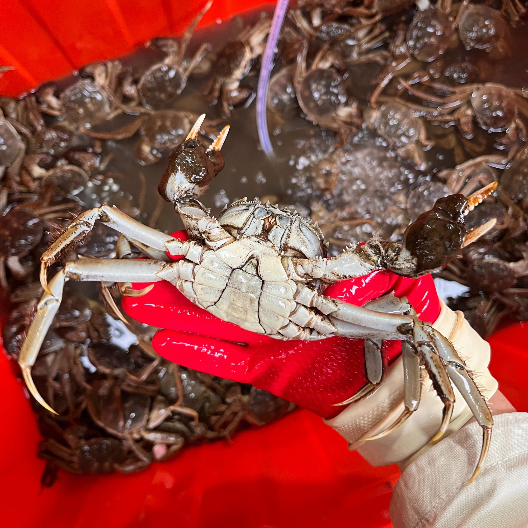 【特价5只3两公蟹】毛蟹，单只约150克左右，二两半