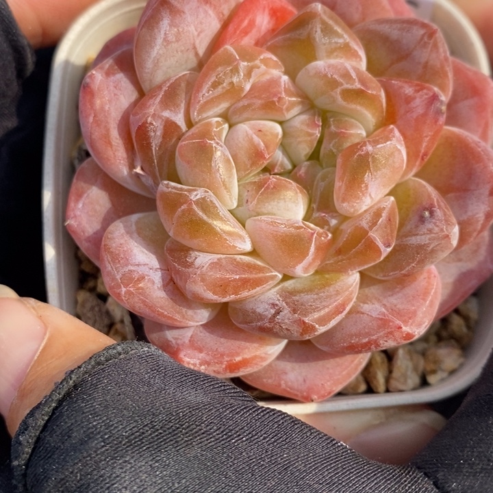 1220-566，粉魄双心