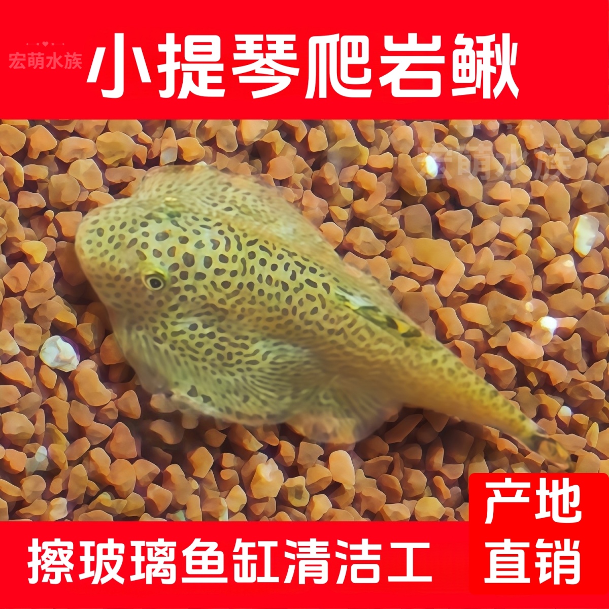 小提琴爬岩吸鳅擦玻璃鱼缸清洁除藻工具观赏宠物鱼清道夫鱼粮饲料