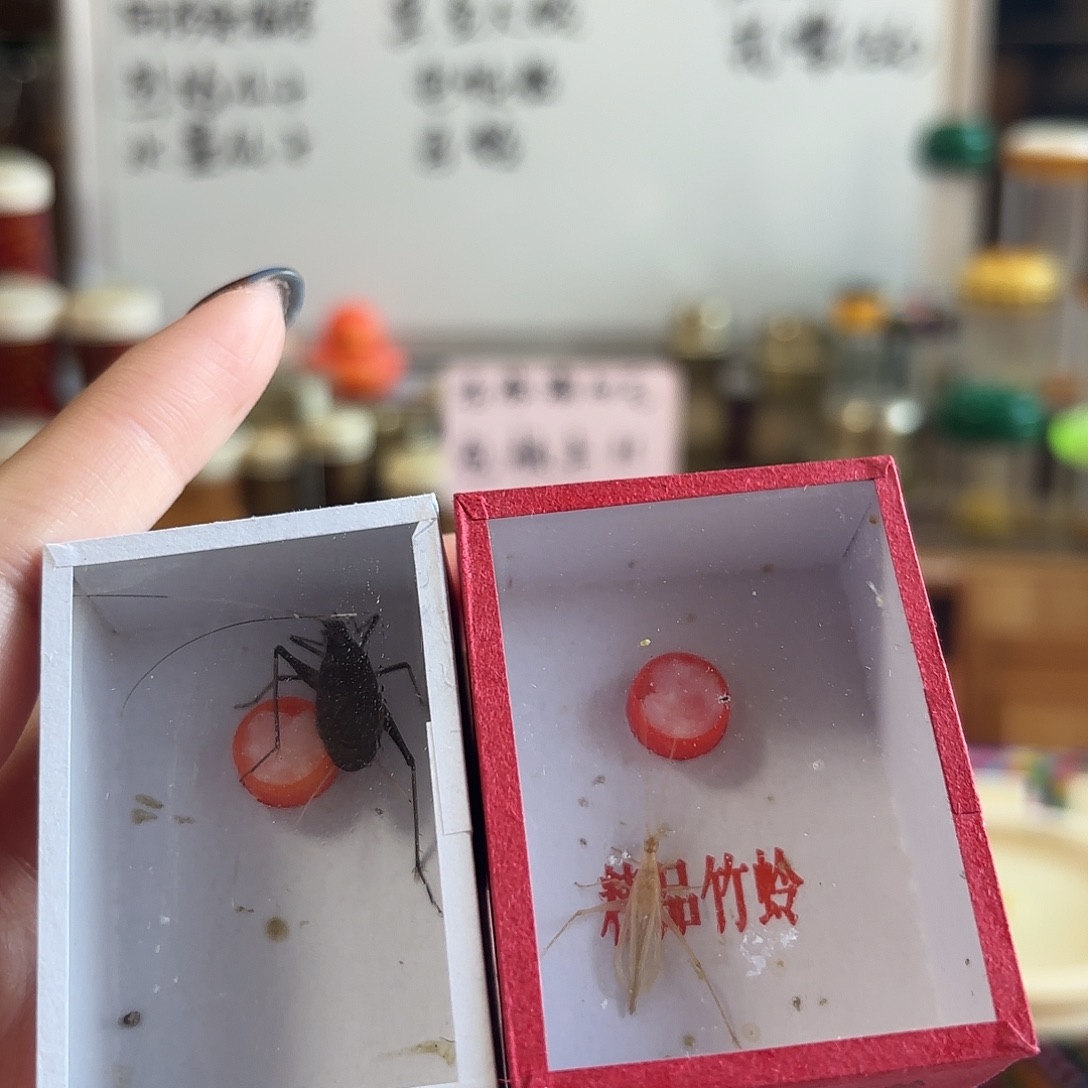 马蛉黑金不包断须尾