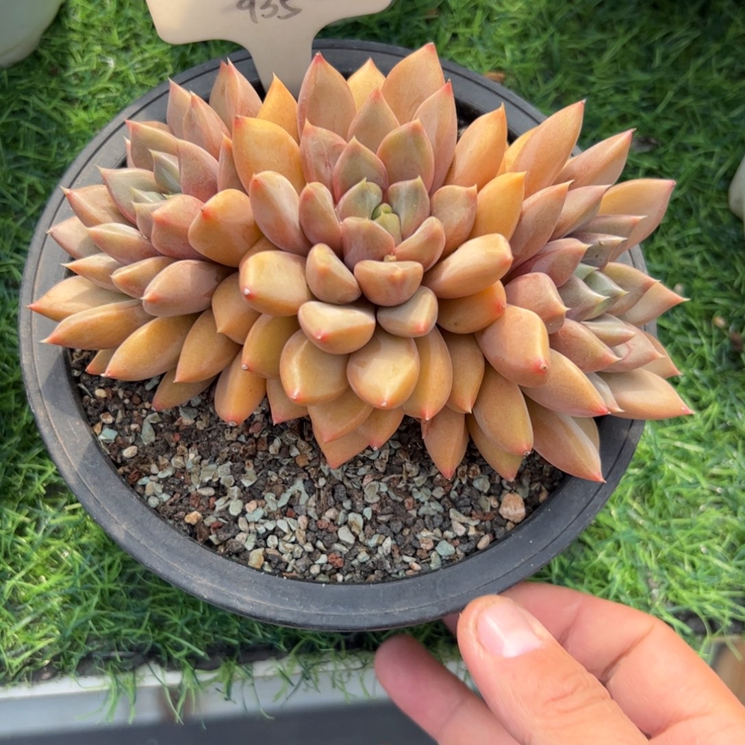 红象牙多肉植物保护