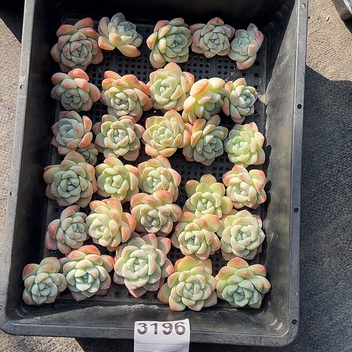 3196，30个冰玉无根