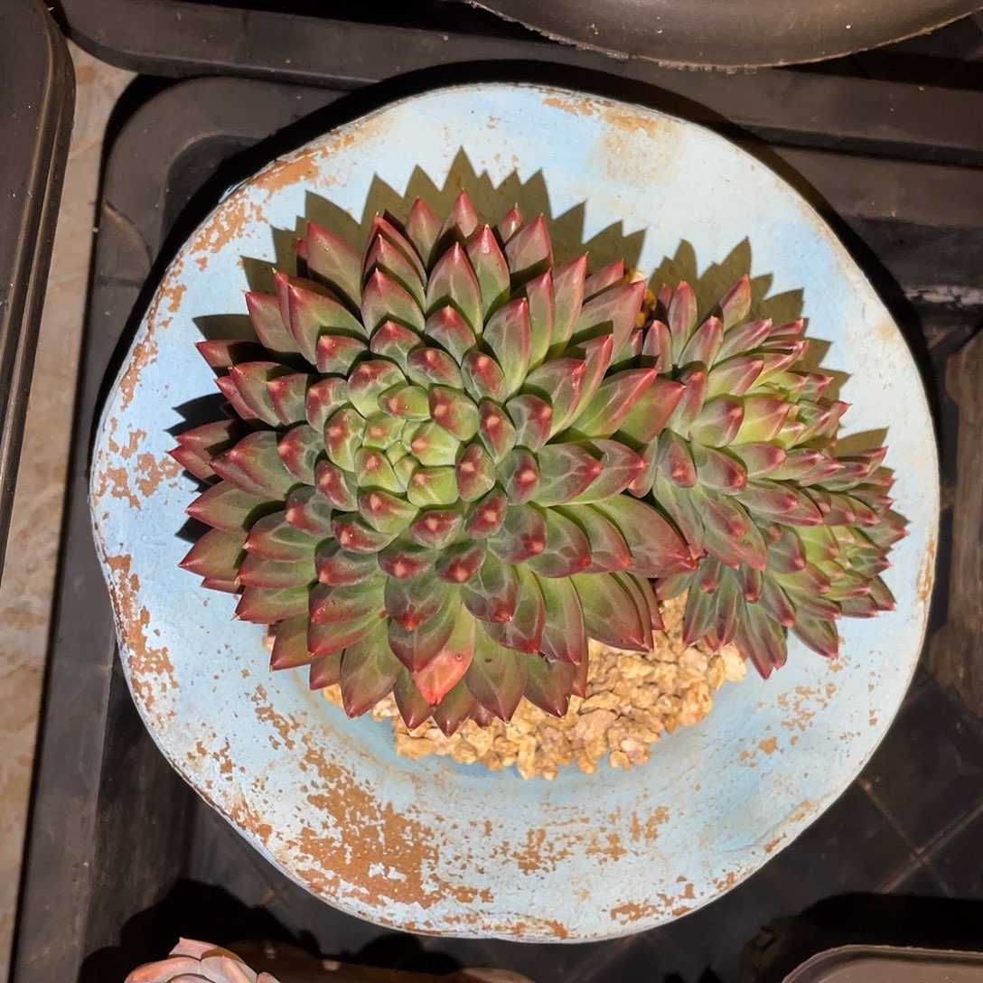 多肉植物一物一拍