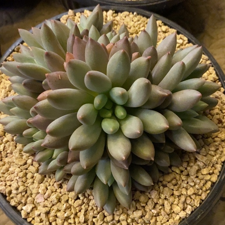 纽***扣888888888888888888