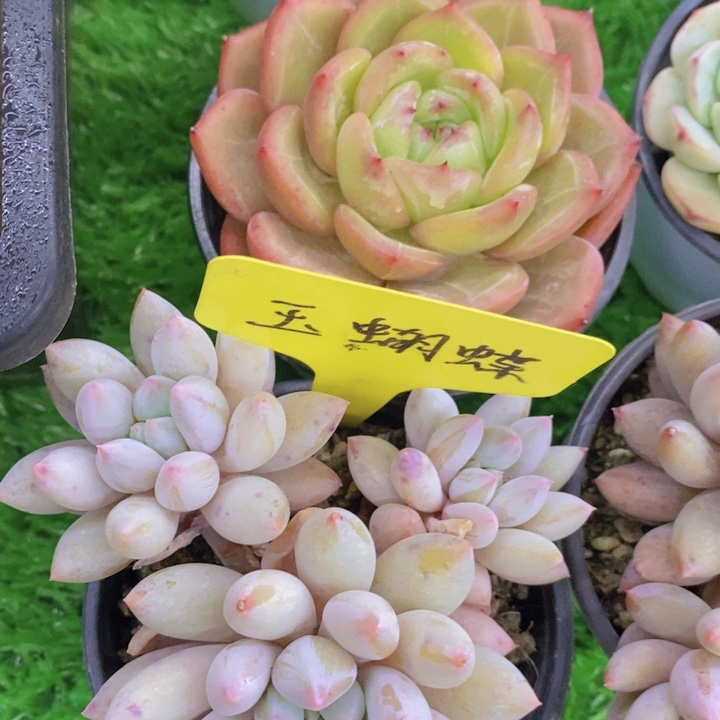 多肉植物，开心多肉