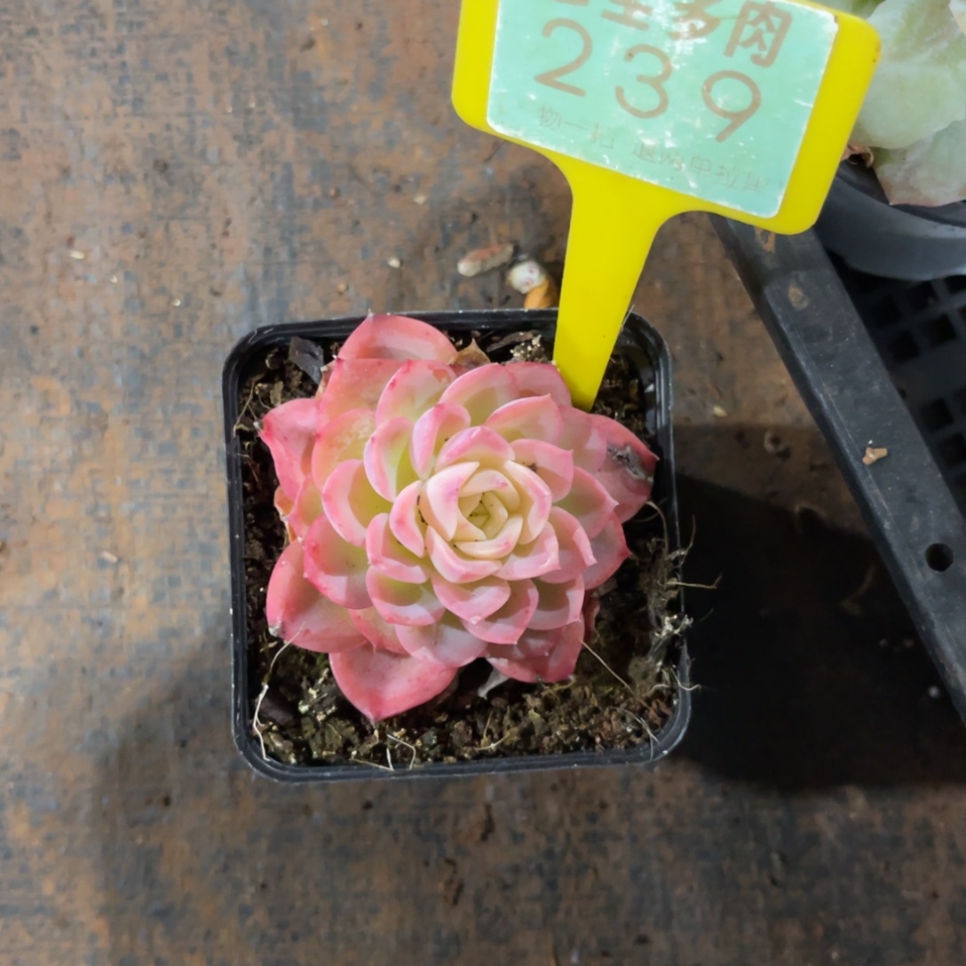 臻***ɞ云尘多肉一物一拍239，