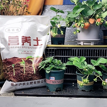 草莓苗大棚子里面