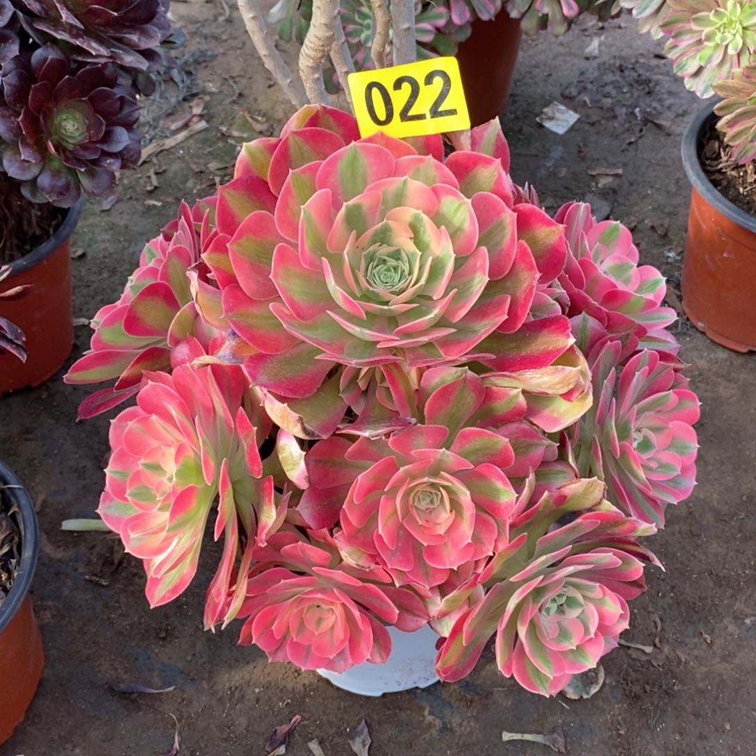 粉女巫多肉法师022