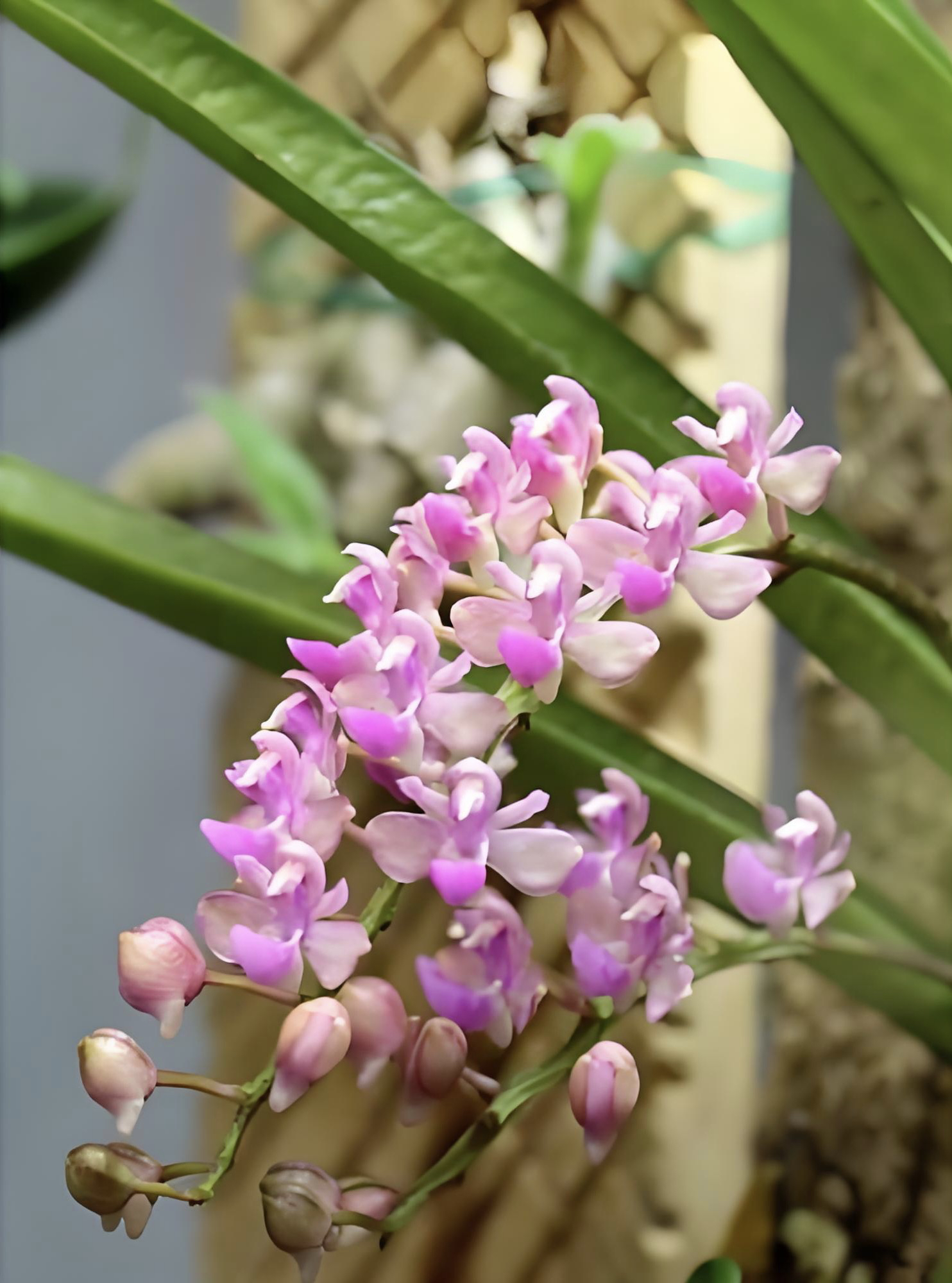 木板兰花草美玲固唇兰夏季花期艳丽易爆花无机开花浓香好养绿植vs