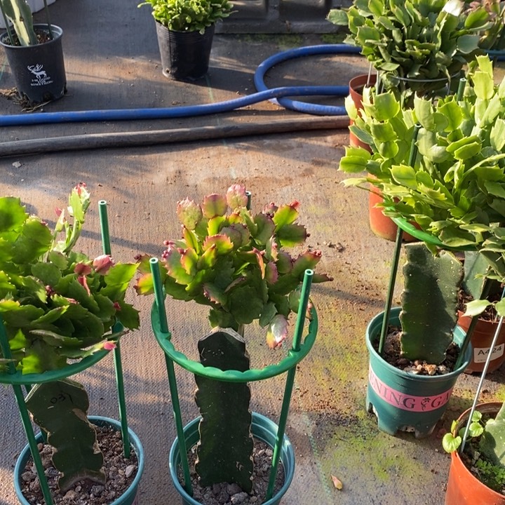 当前无花栽培后可以开花自*981嫁接037