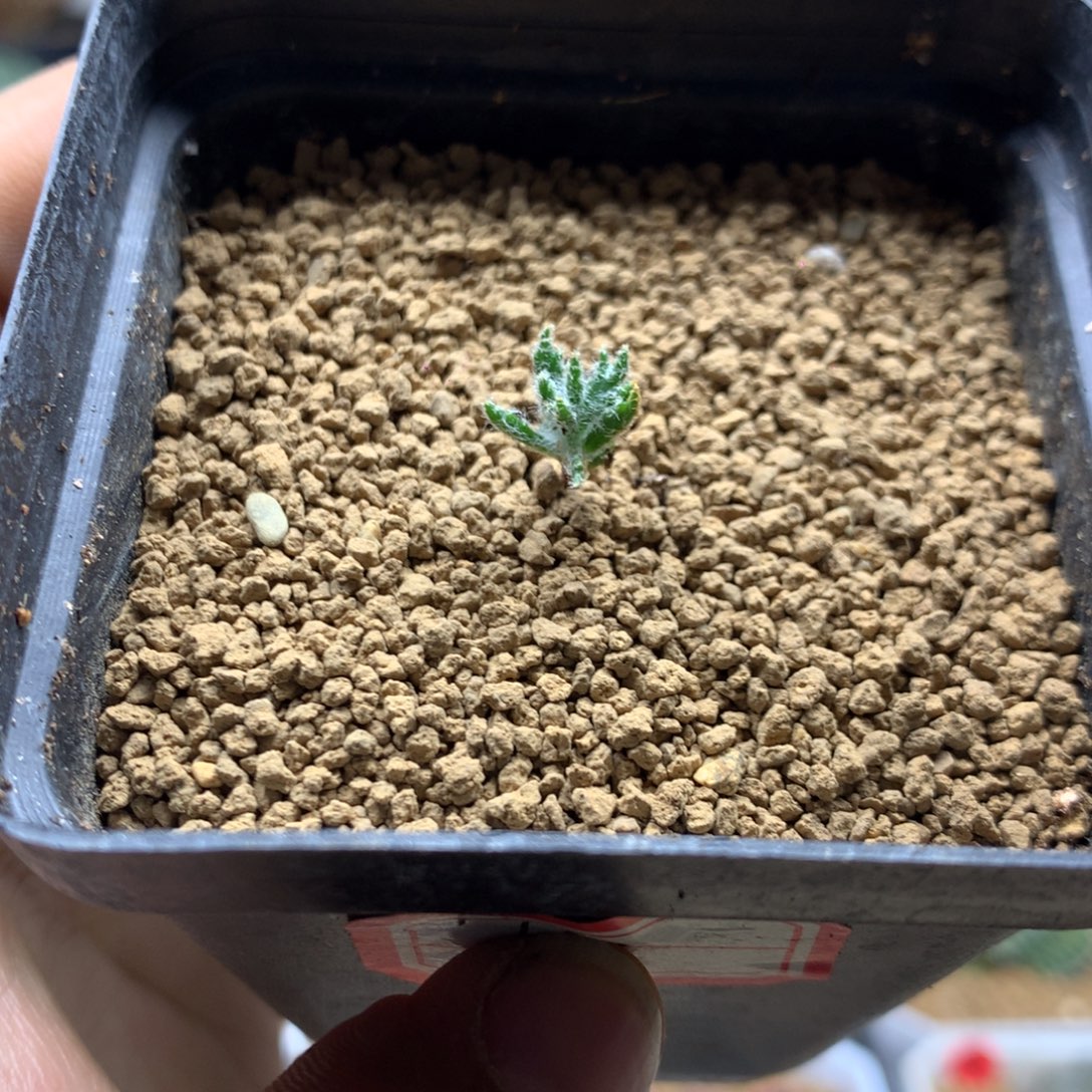 将军幡雾冰玉带盆