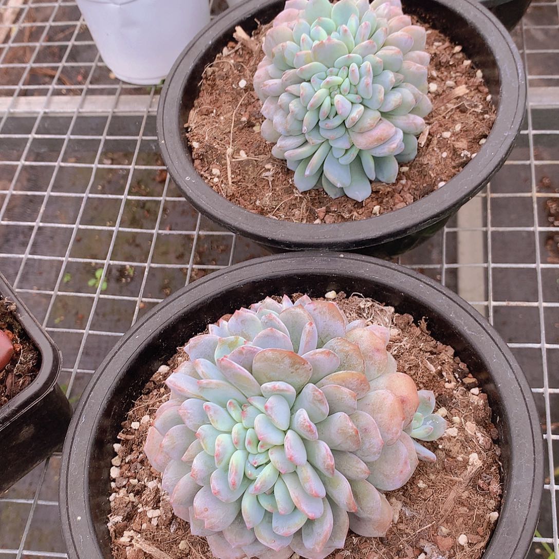 橙梦露朵朵缀化35678999999