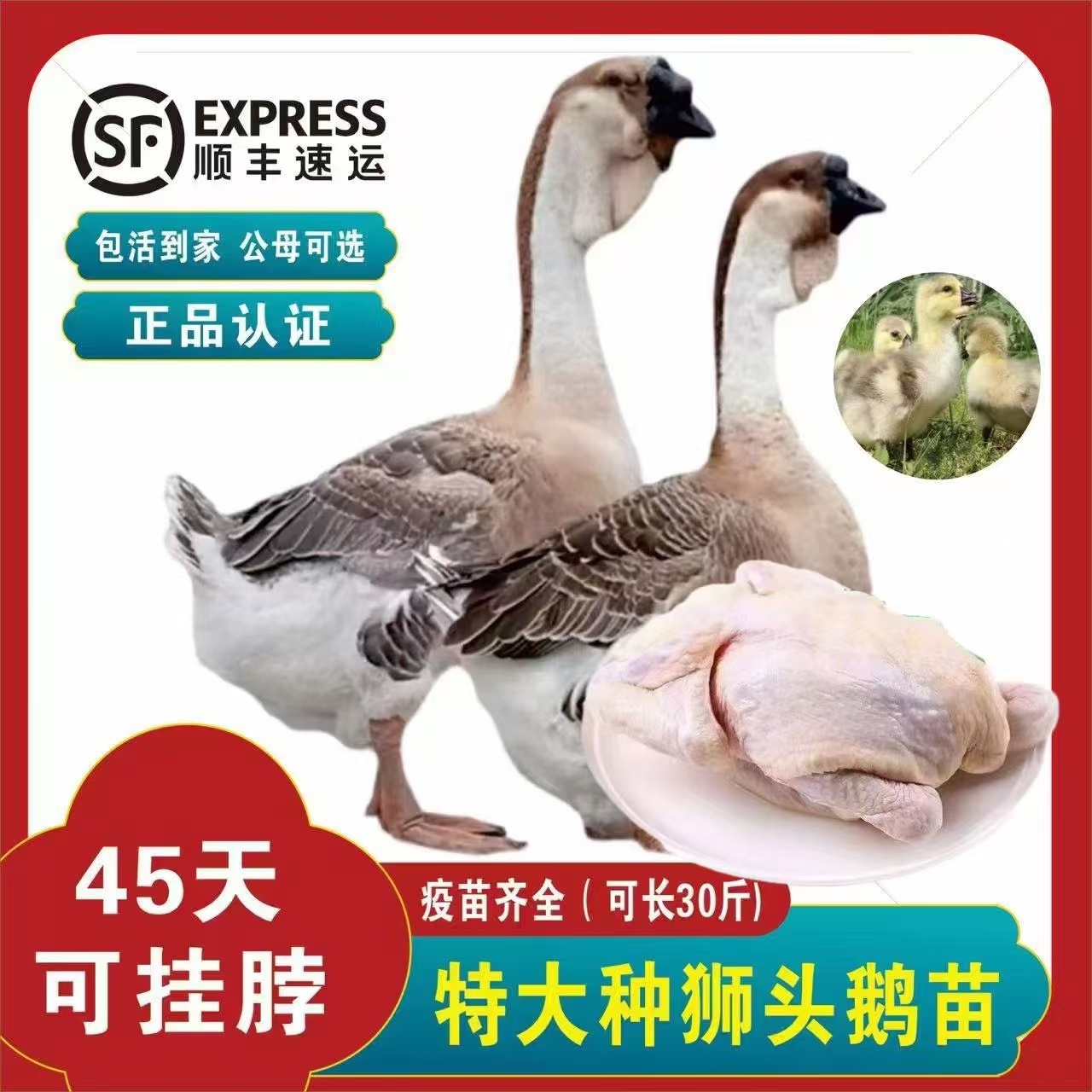 （脱温1斤左右）特大型狮头鹅肉质鲜美