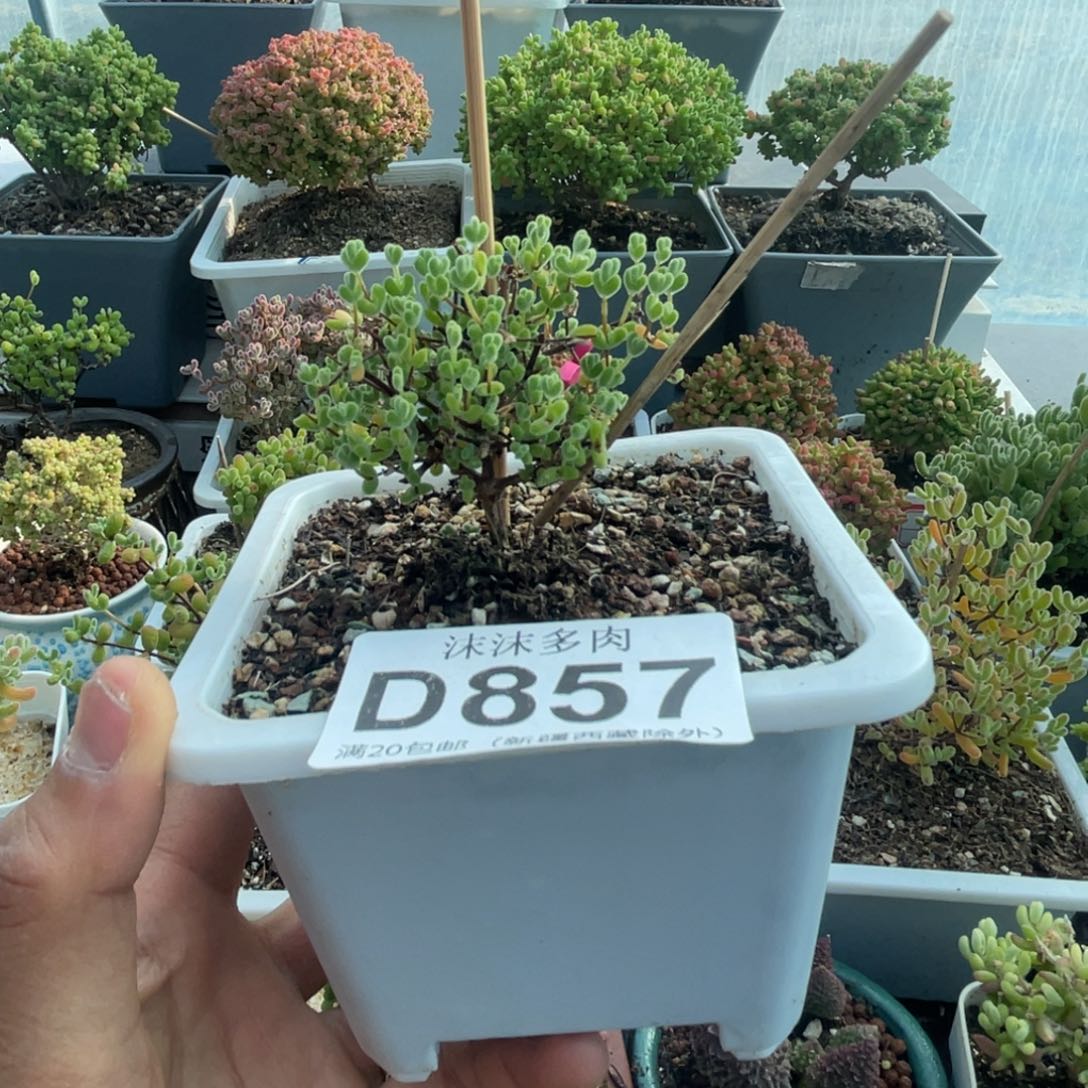 857莱斯枝干番杏