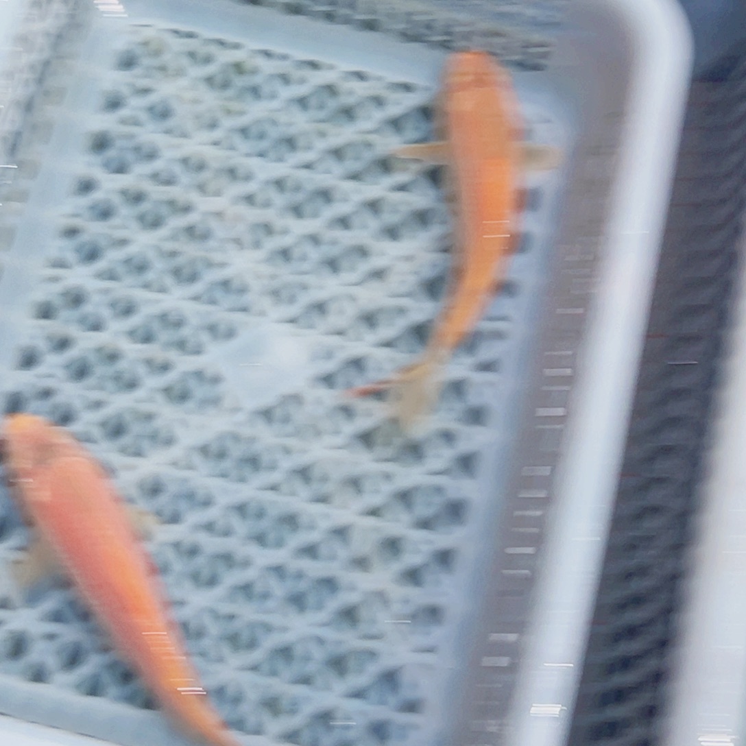 锦鲤锦鲤观赏鱼1111