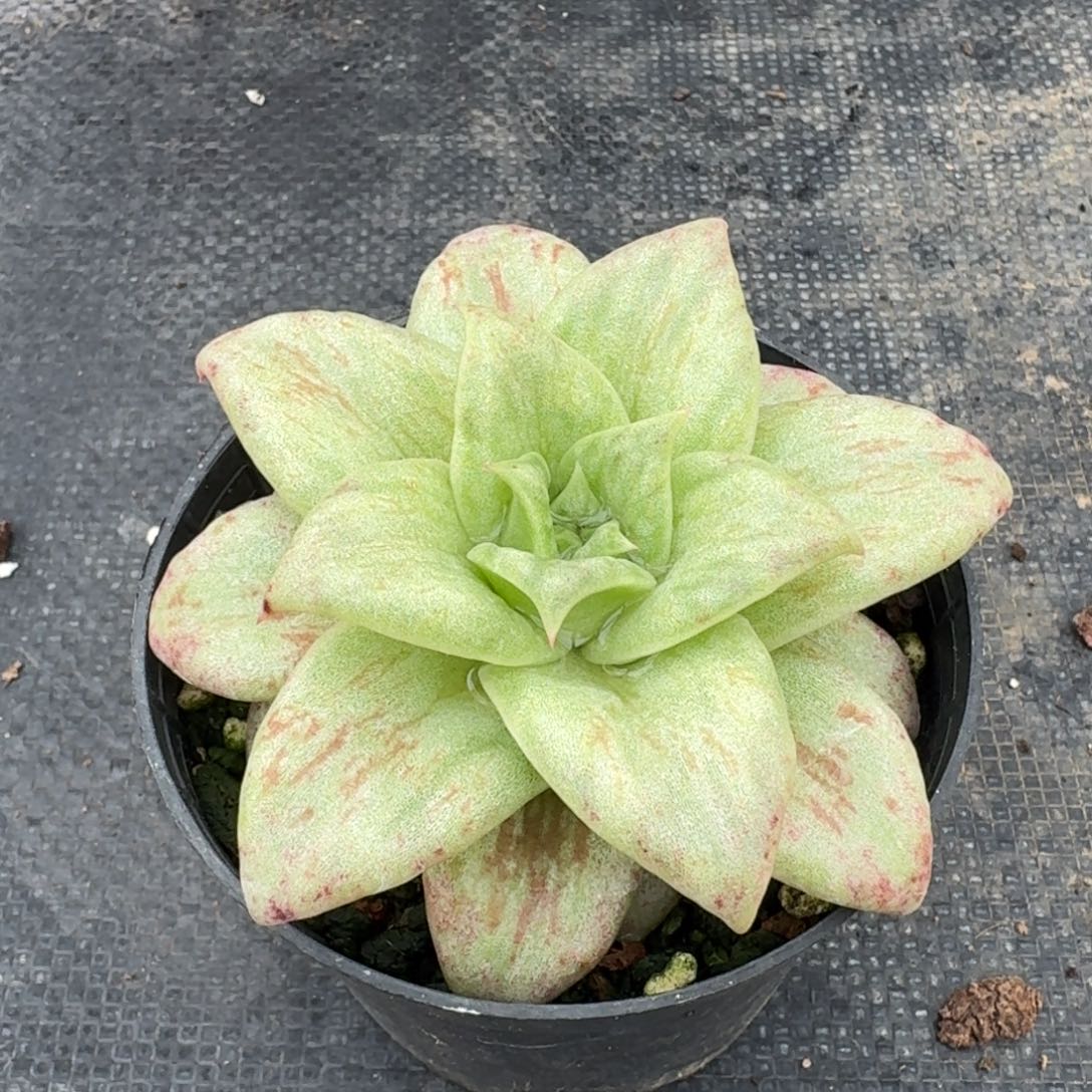 多肉杂交一物一拍24-64