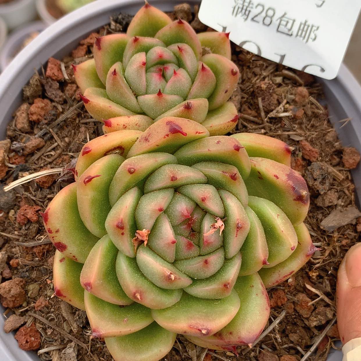 【闪购商品】云1015