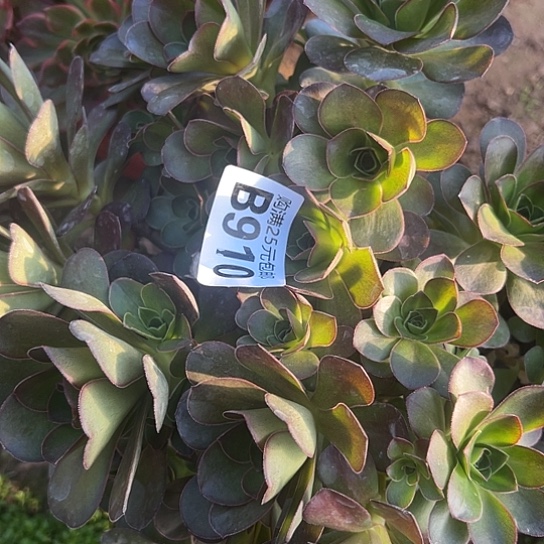 @**米多肉植物一个没售后