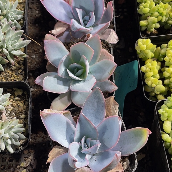 广寒宫2.8带盆土发货