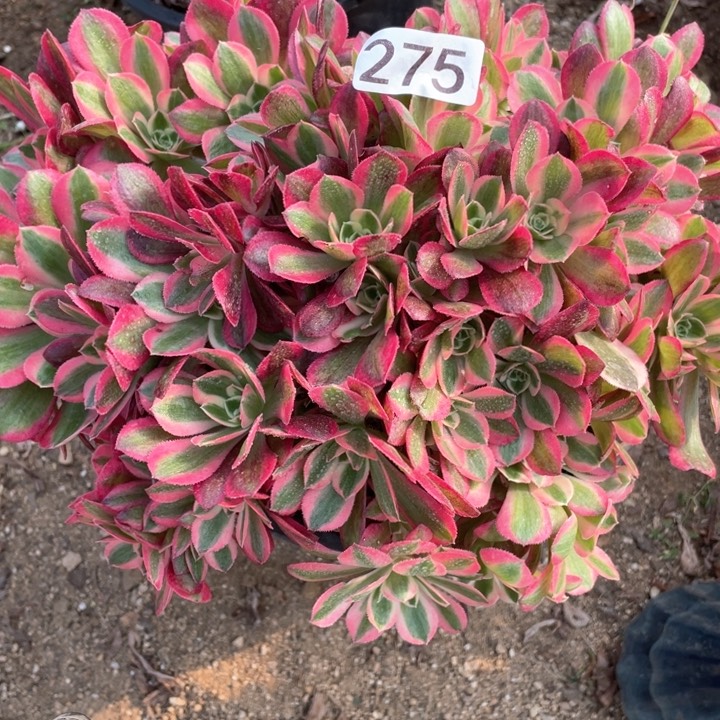 275多肉植物妖月有砍断枝