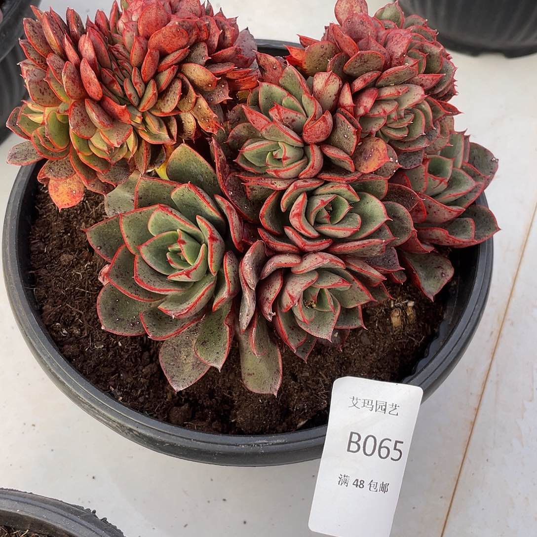 特拉斯缀065 多肉多肉多肉