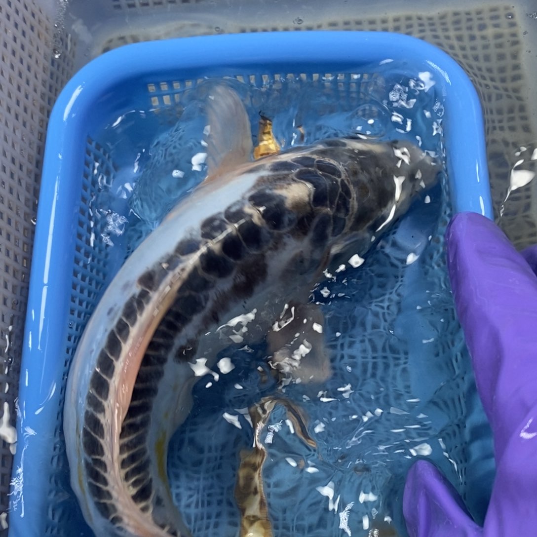 锦鲤冷水锦鲤包邮