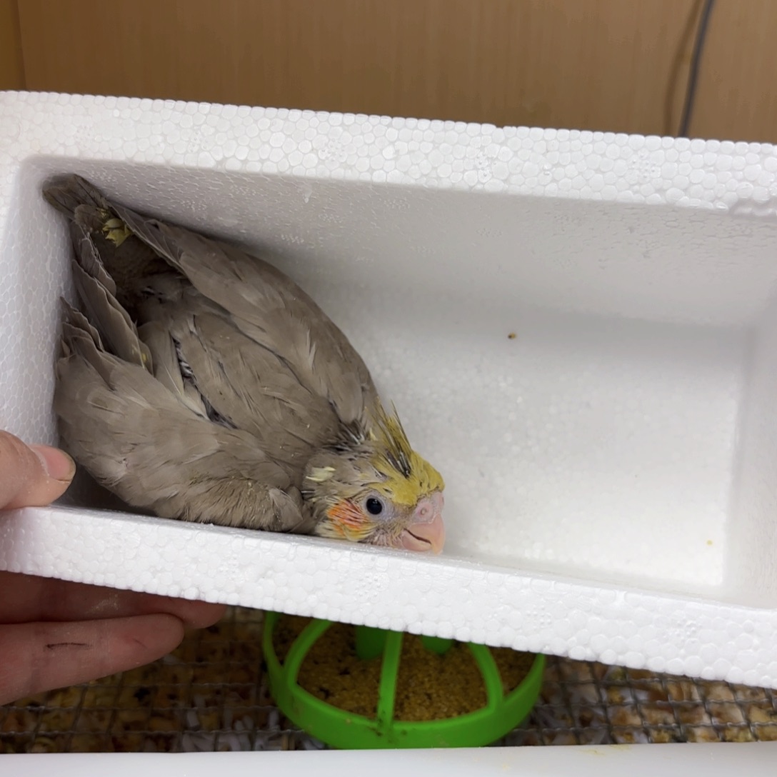 用***4虎皮鹦鹉原始古铜