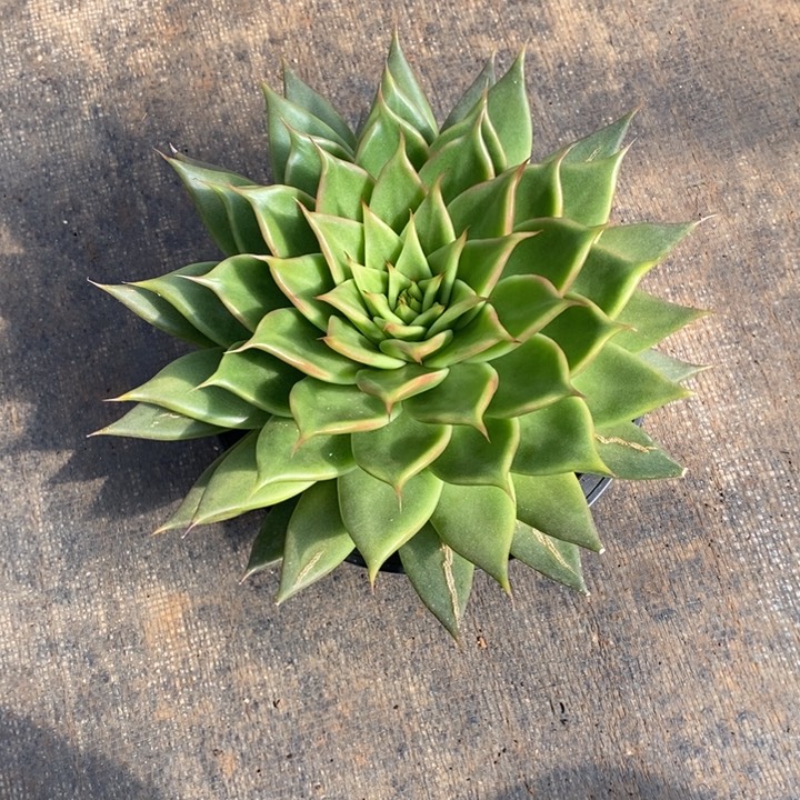 松**、魔萝翡翠25公分左右特价