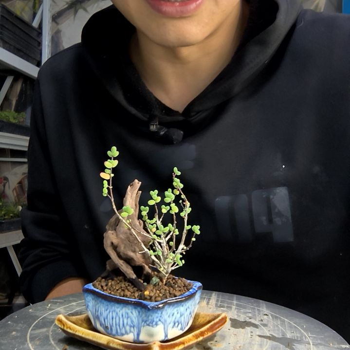 等*昂中青园艺一物一拍78