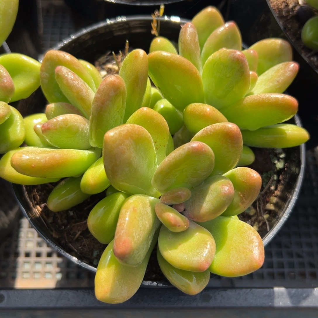从前慢花园多肉编号1130-芒果奶三头