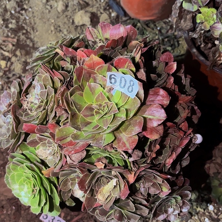608花月夜多肉植物不售后