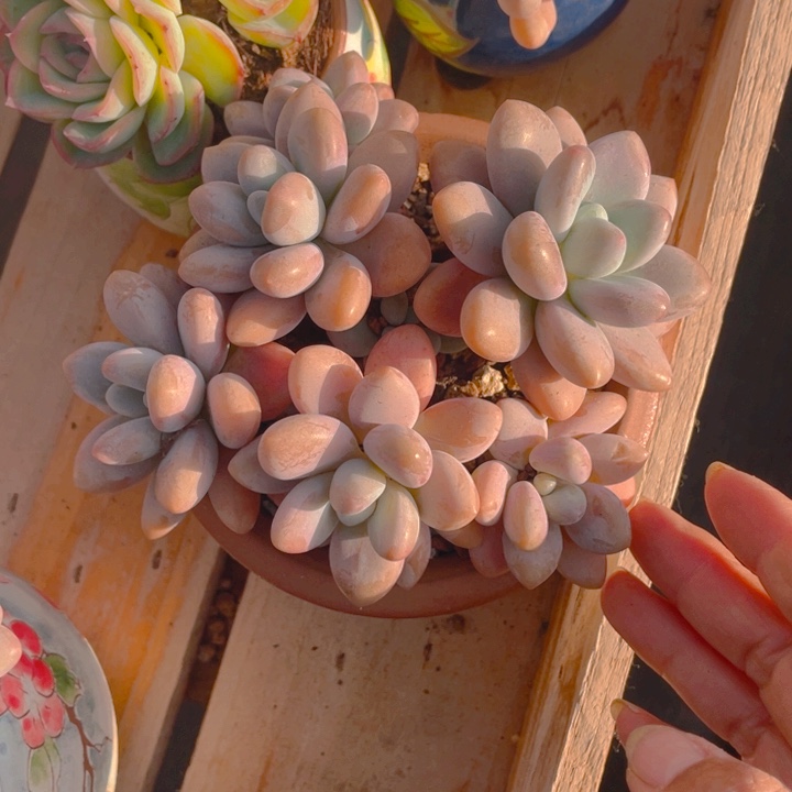 阿***丁谢谢你的支持0000000015