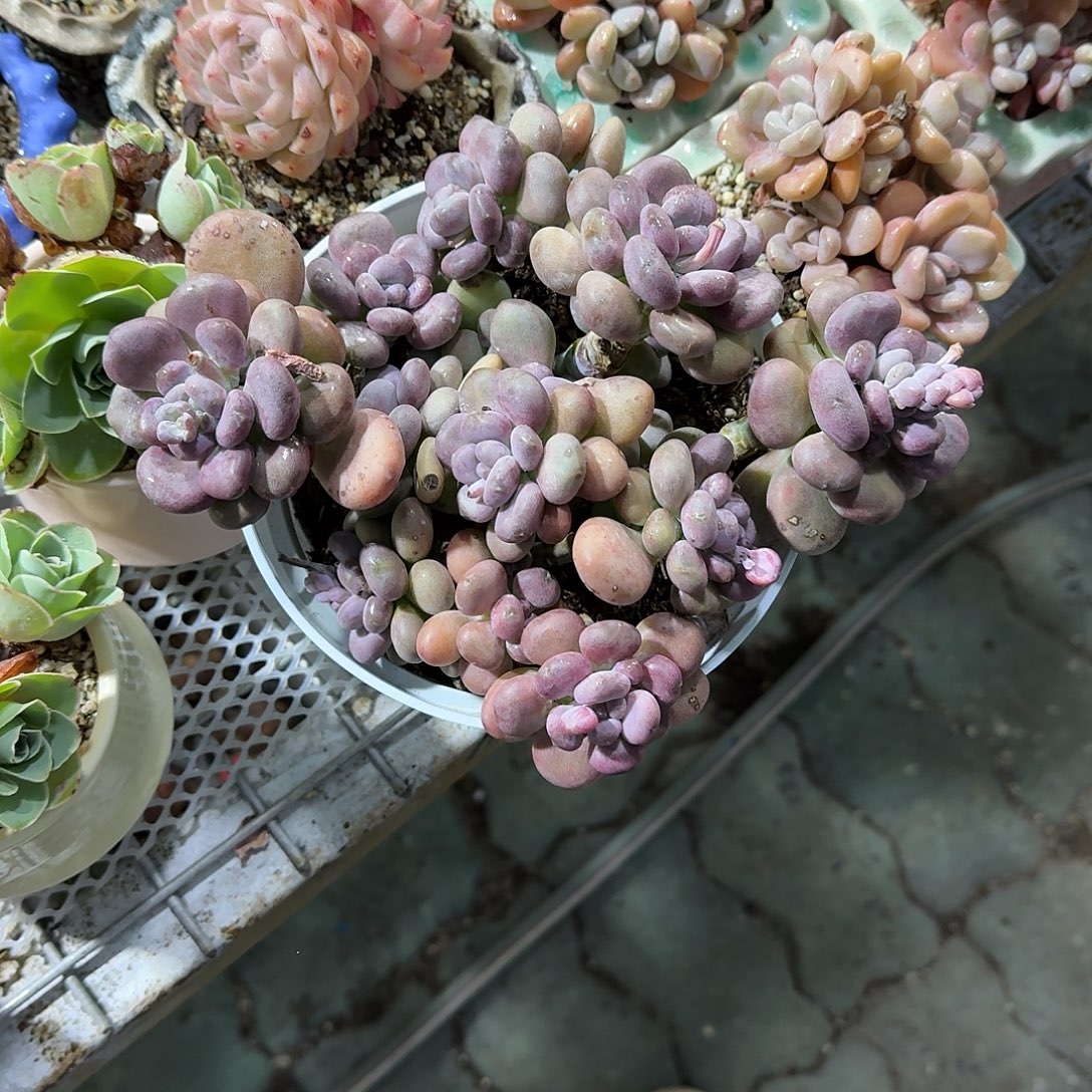 大号球美人多肉植物