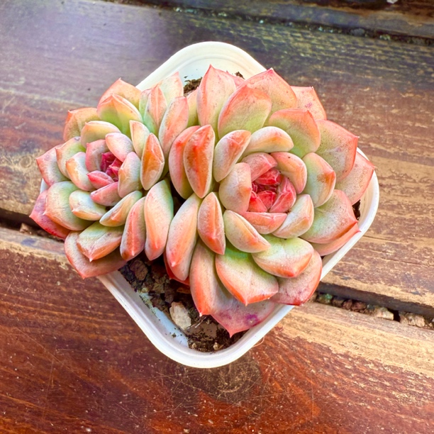 【满 9.9 包邮】琴心 5cm 带盆土阳台摆放以直播间为准