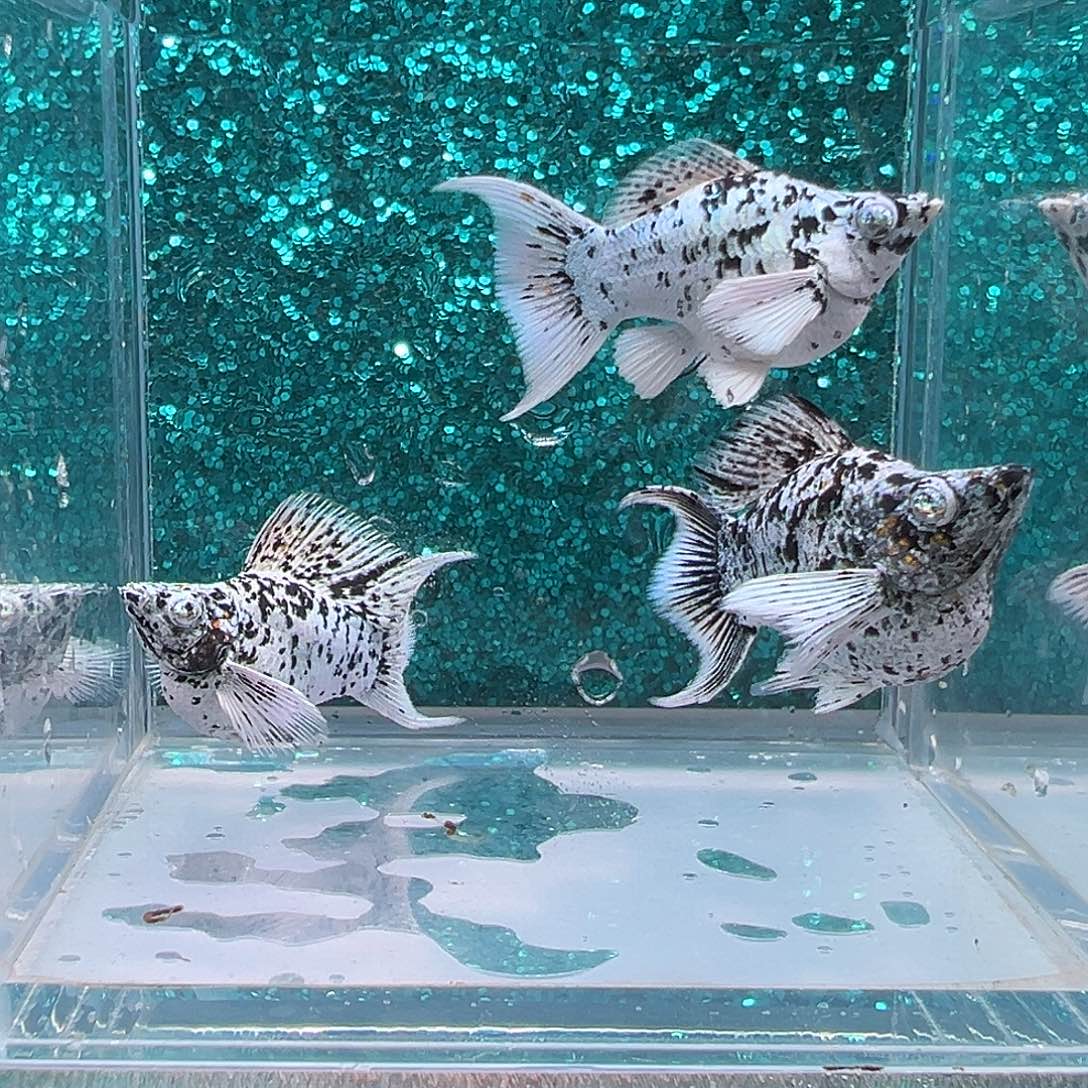 孔雀鱼奶牛玛丽2公1母，0055