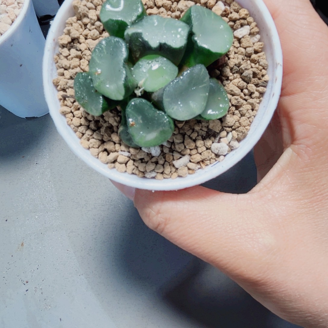 空门万象多肉植物6666