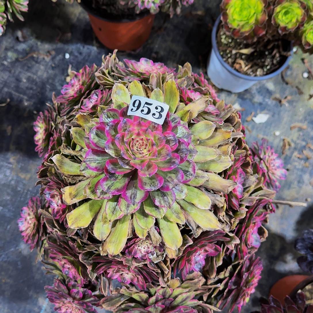 953粉黛有断枝多肉植物