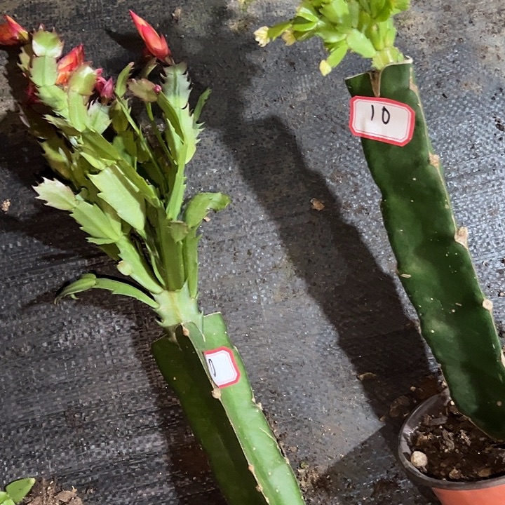 u***8，10号带盆桑吉塔，050