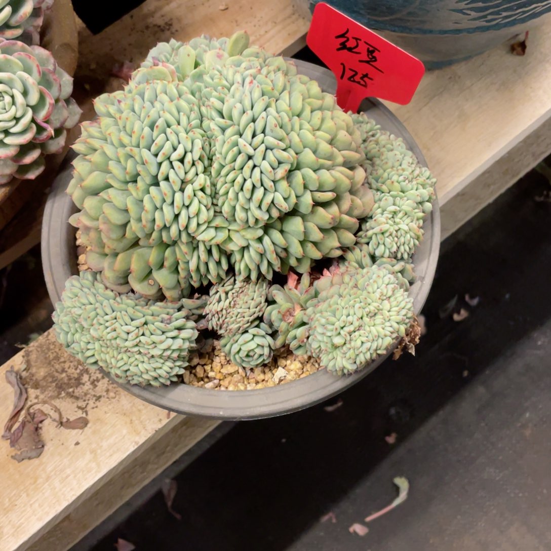 红豆，白胖子缀化，