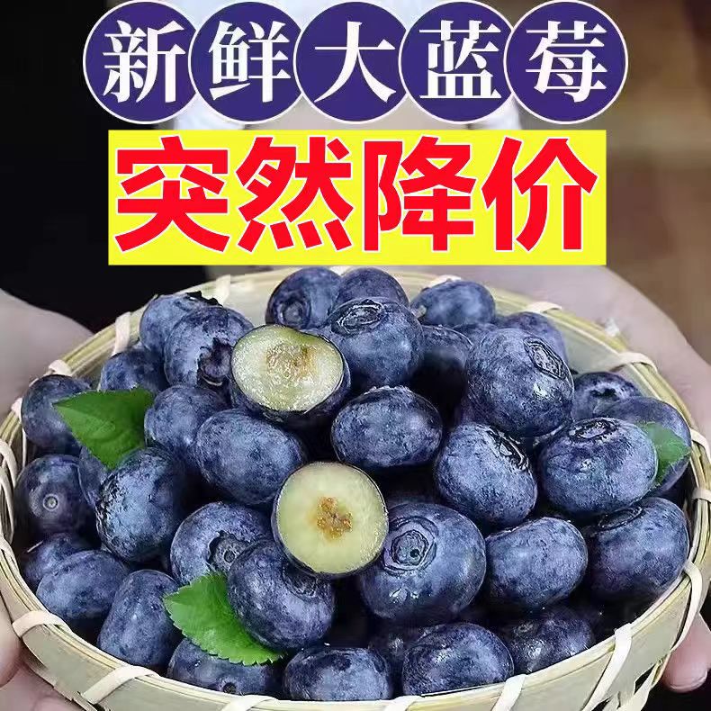 【宝宝护目优选】蓝莓鲜果现摘新优选鲜高山大果蓝莓孕妇宝宝辅食