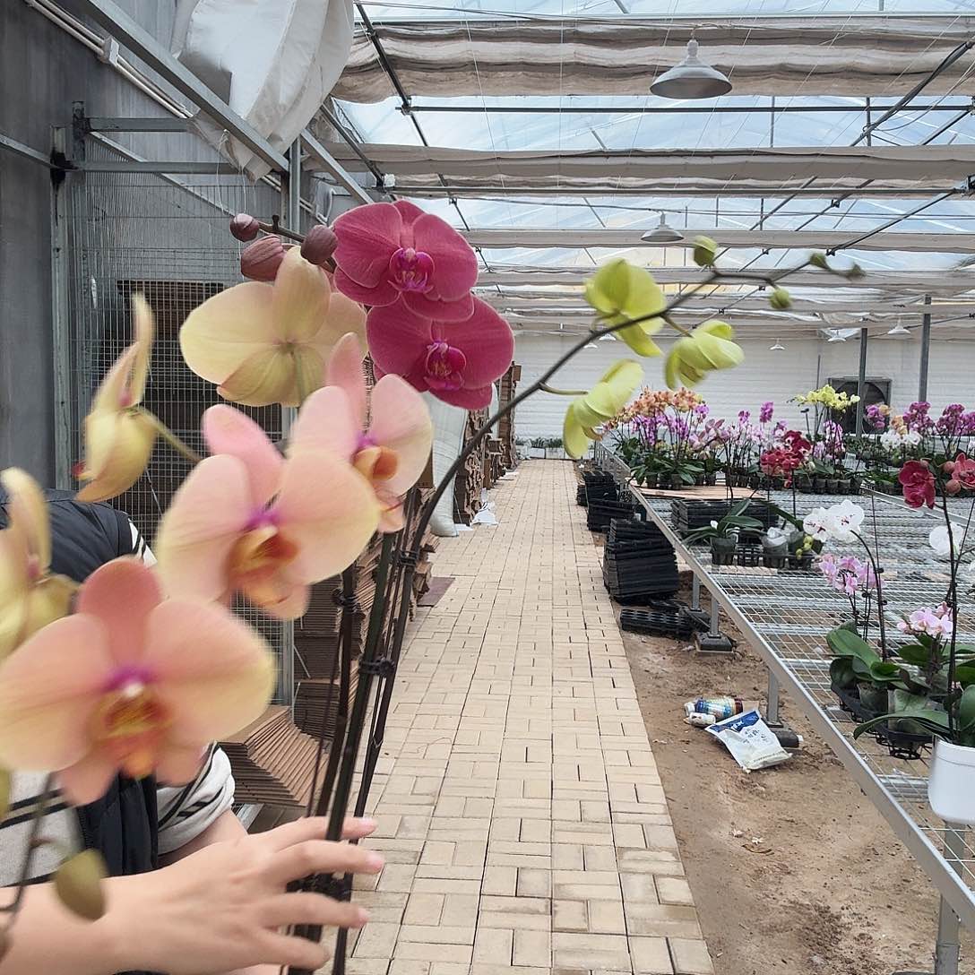 完全开放复古色组合绿宝石1颗，金苹果1颗，心想事成1颗