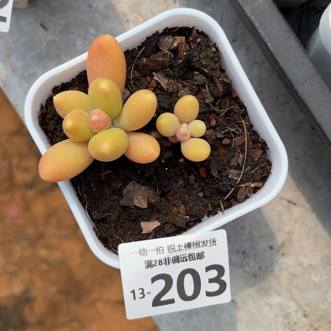 金蟾双头多肉多肉