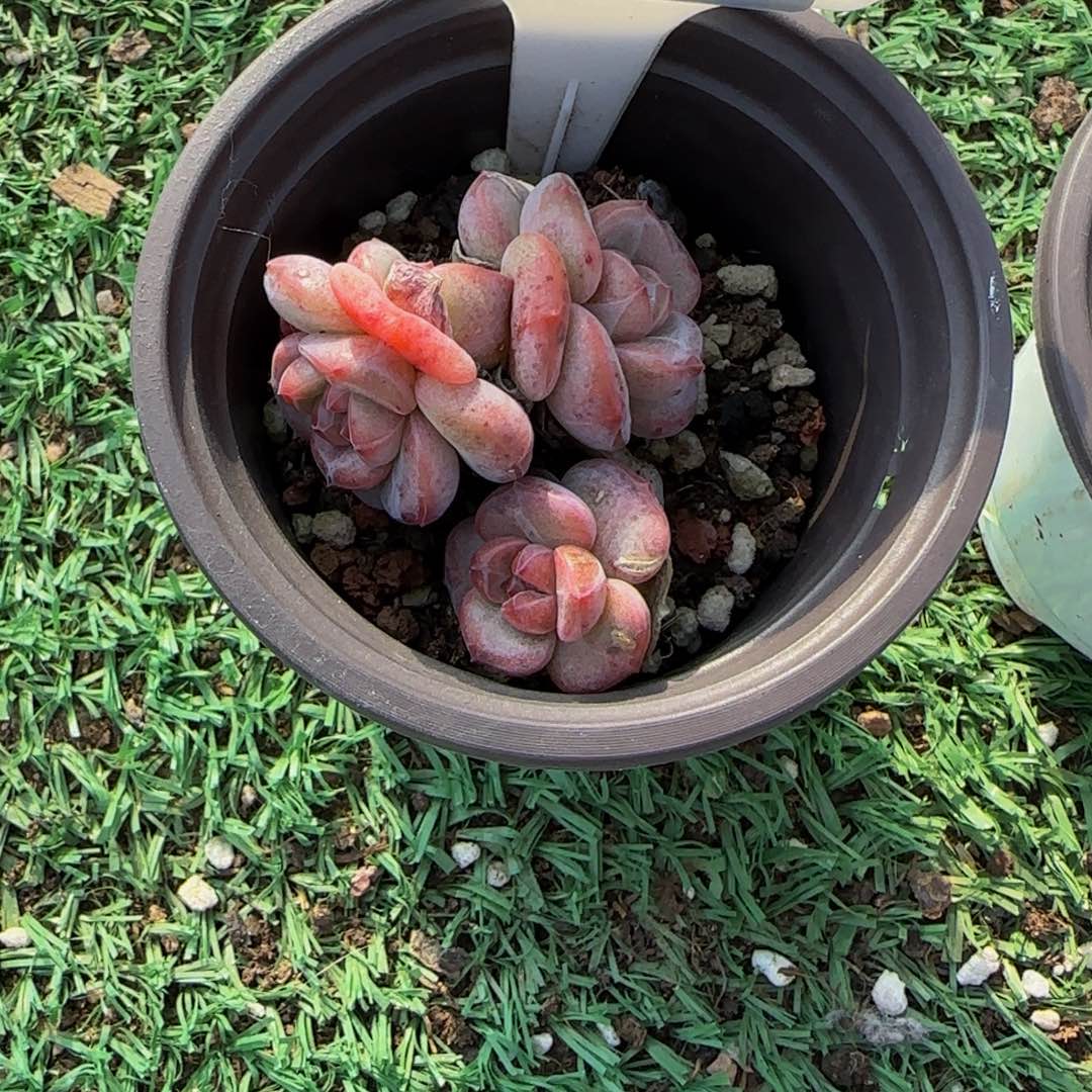 ￴***￴072 一物一拍特价福利